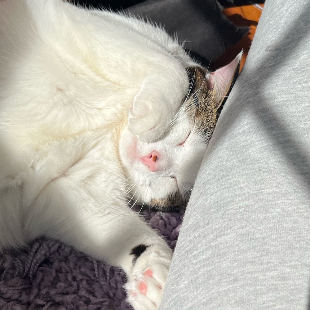 Meet your Posher, Lorelai